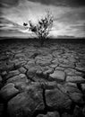 Black and white image of the lonely desolated trees,ÃÂ  with moody stormy sky in the background. Royalty Free Stock Photo